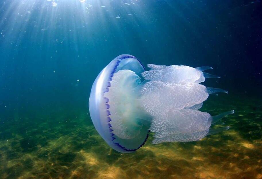 Опіки від медузи - правила першої допомоги і заборонені народні методи - фото 1