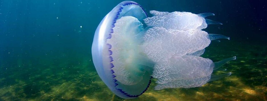 Що не можна робити при опіку від медузи: МОЗ дало рекомендації