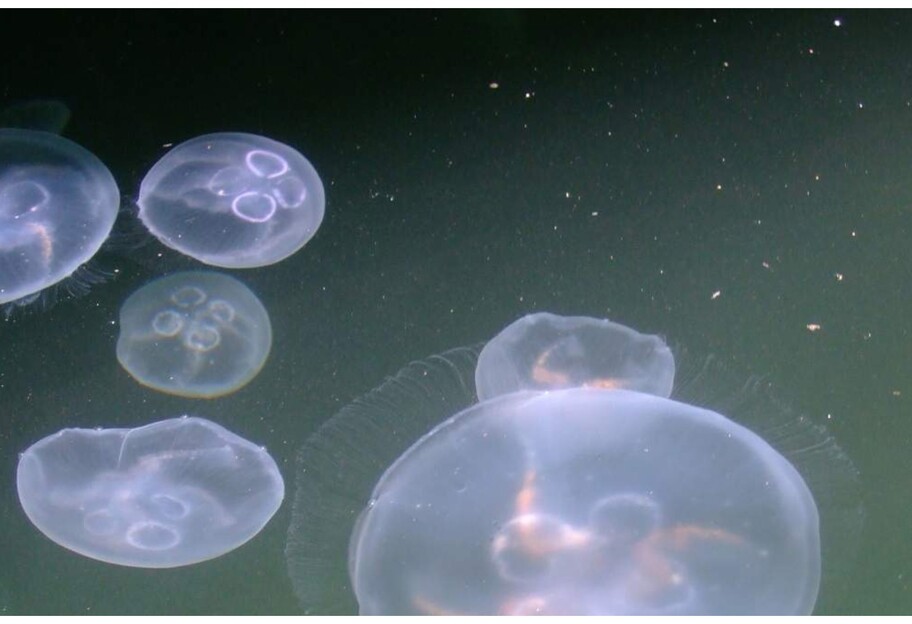 Медузы в Бердянске - сетки в море спасают не на всех пляжах - видео - фото 1