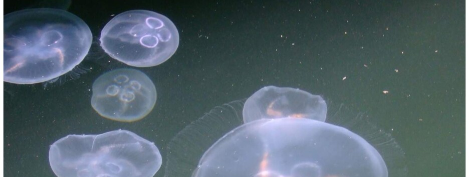 Вода все одно пече: захист від медуз в Азовському морі працює не скрізь (відео)