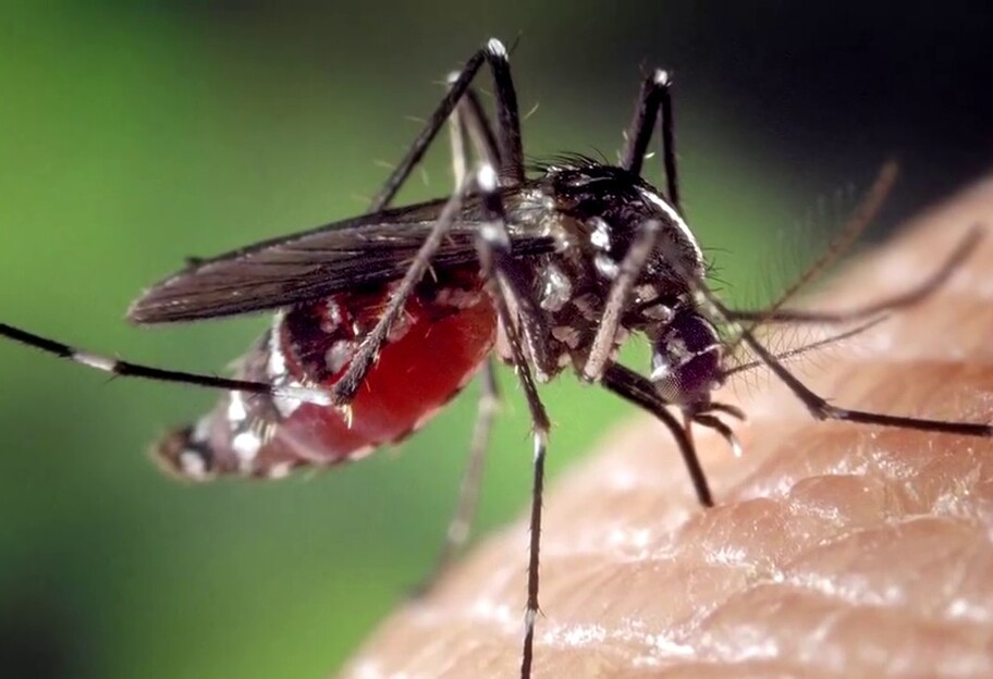 Укусы комаров - как уменьшить зуд и не подхватить малярию - фото 1