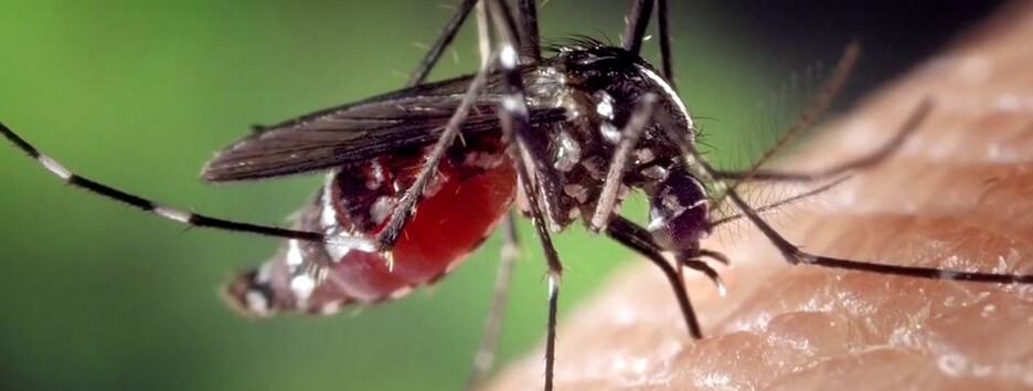 Всемирный день комара: Минздрав напомнил, чем опасны эти насекомые
