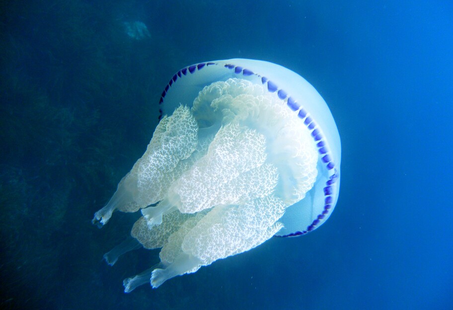 Туристи на Азовському морі влаштували бій медузами - відео - фото 1
