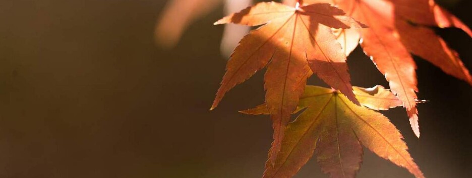 Солнечно, но местами дожди: какая погода будет 5 сентября в Украине