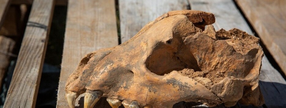 Впервые в Европе: в Крыму обнаружили череп гигантской гиены (фото)