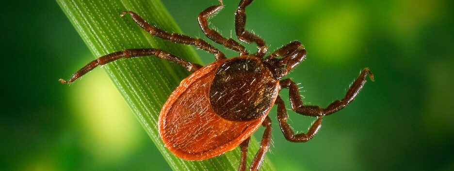 Клещи снова атакуют: Минздрав дал полезные рекомендации 