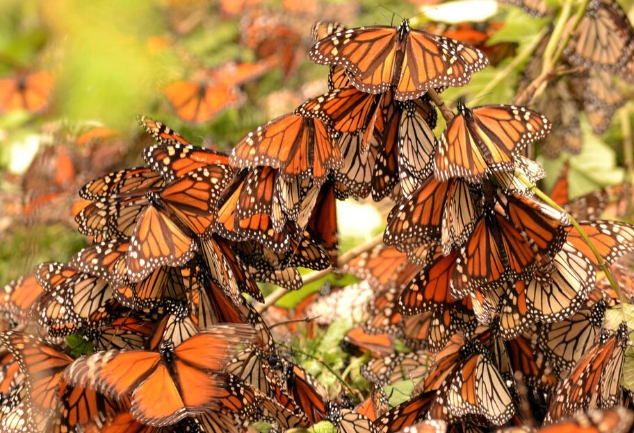 Бабочки-монархи взлетают - звук крыльев, видео - фото 1