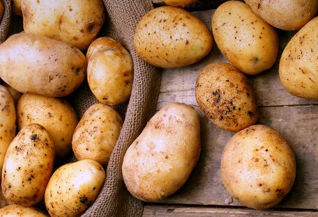 Лукашенко догосподарювався: Білорусь вперше купує картоплю за кордоном