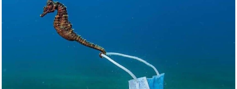 Мешканці океану і не тільки: вибрали найкращі фото року