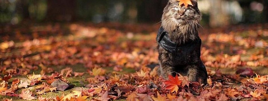 До +24:  в Украину ненадолго вернется теплая погода