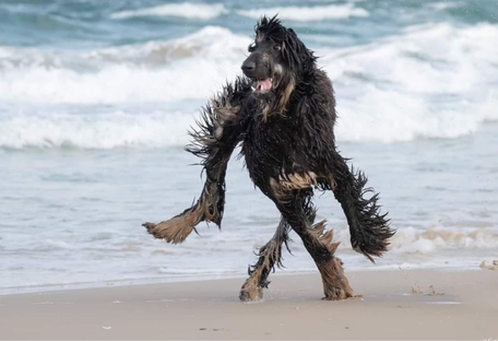 Фото собаки на пляжі стало вірусним - все через оптичну ілюзію