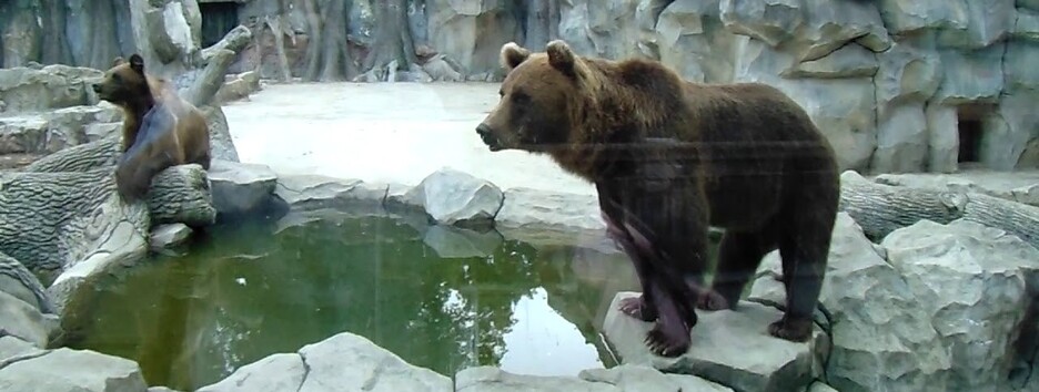 В зоопарке Киева отреагировали на скандал с треснувшим стеклом в вольере