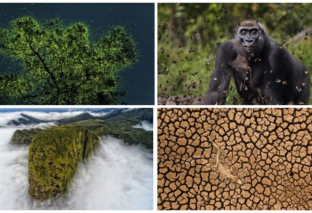 Дивовижні фото дикої природи: міжнародний конкурс показав кращих