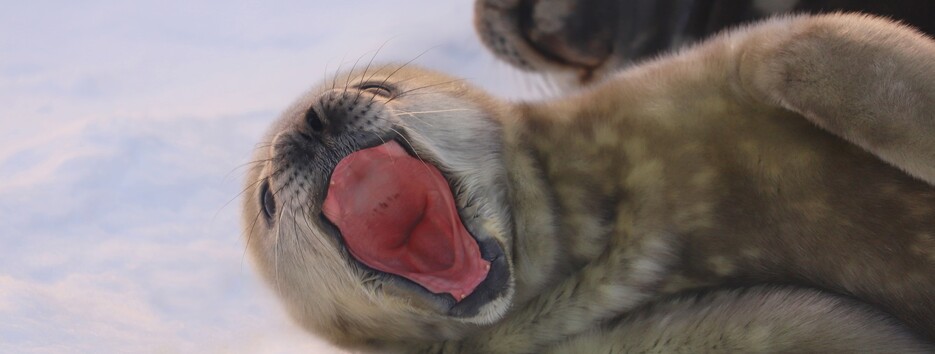 Новорожденный тюлененок ластится: украинские полярники сняли трогательное видео