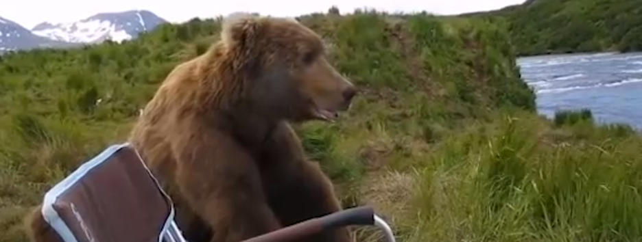 Ведмідь прийшов до рибалок і сіл милуватися видом: миле відео