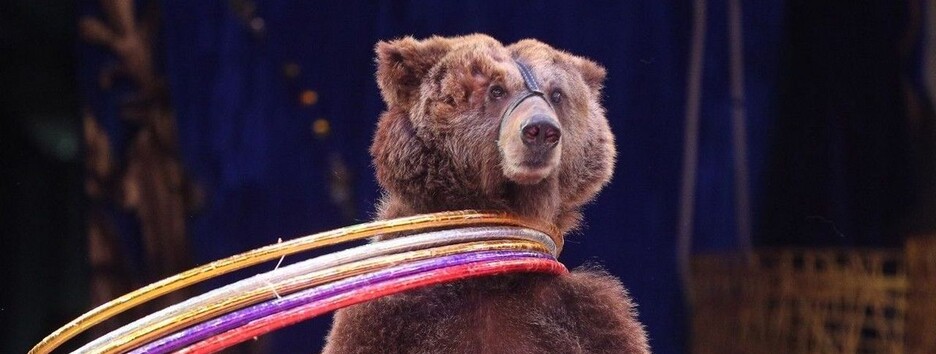 Приревновал: в России медведь напал на беременную дрессировщицу (видео)