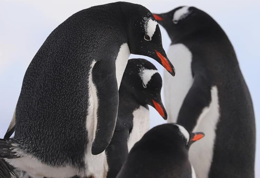 Пингвины на станции Вернадского умилили полярников - фото - фото 1