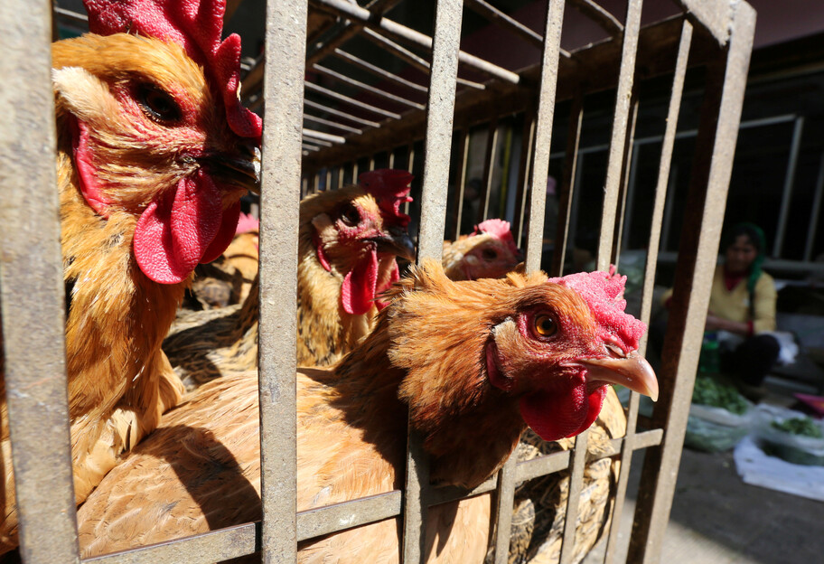 Птичий грипп - в Китае распространяется новый штамм H5N6 - фото 1