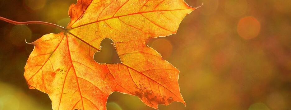 Будет ли в ноябре еще одно бабье лето: синоптики уточнили прогноз