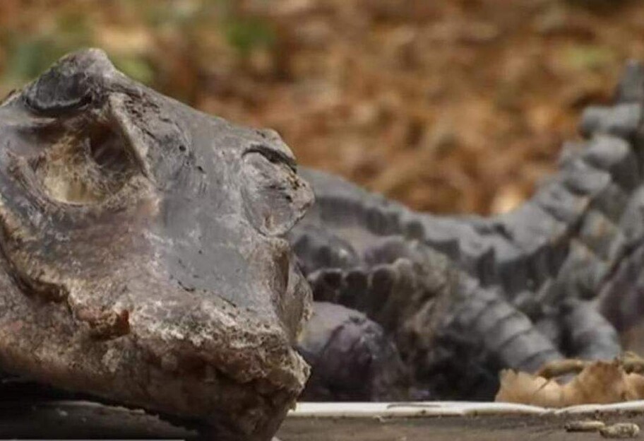 В Киеве нашли крокодила - мёртвое животное кто-то выкинул  - фото 1