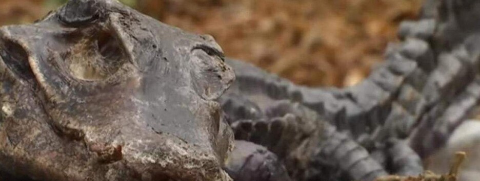 У центрі Києва знайшли мертвого крокодила (відео)