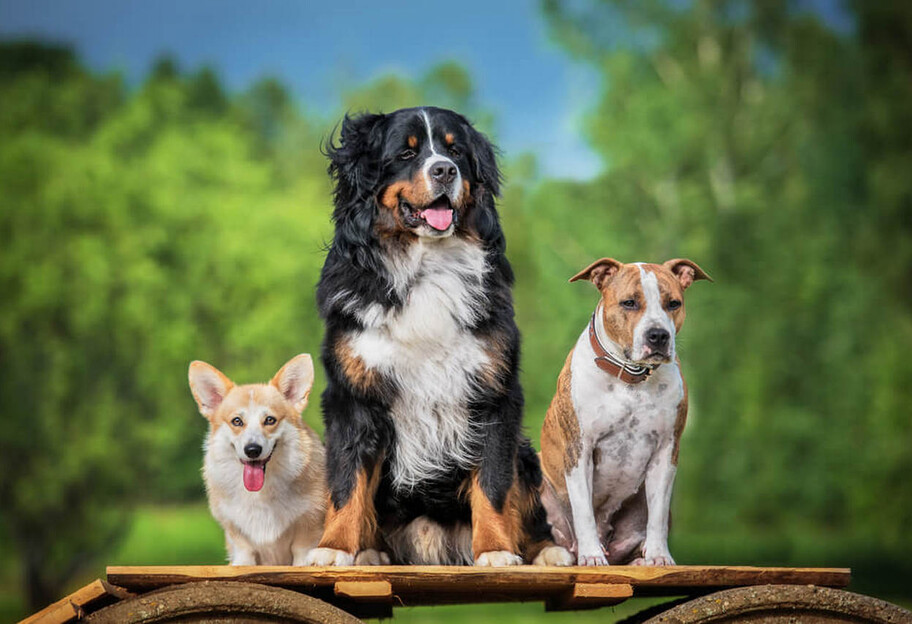 Знак Зодиака собаки – как звезды определяют характер щенка  - фото 1