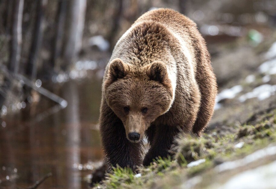 У Росії на чоловіка напав ведмідь – він врятувався завдяки записці - фото - фото 1