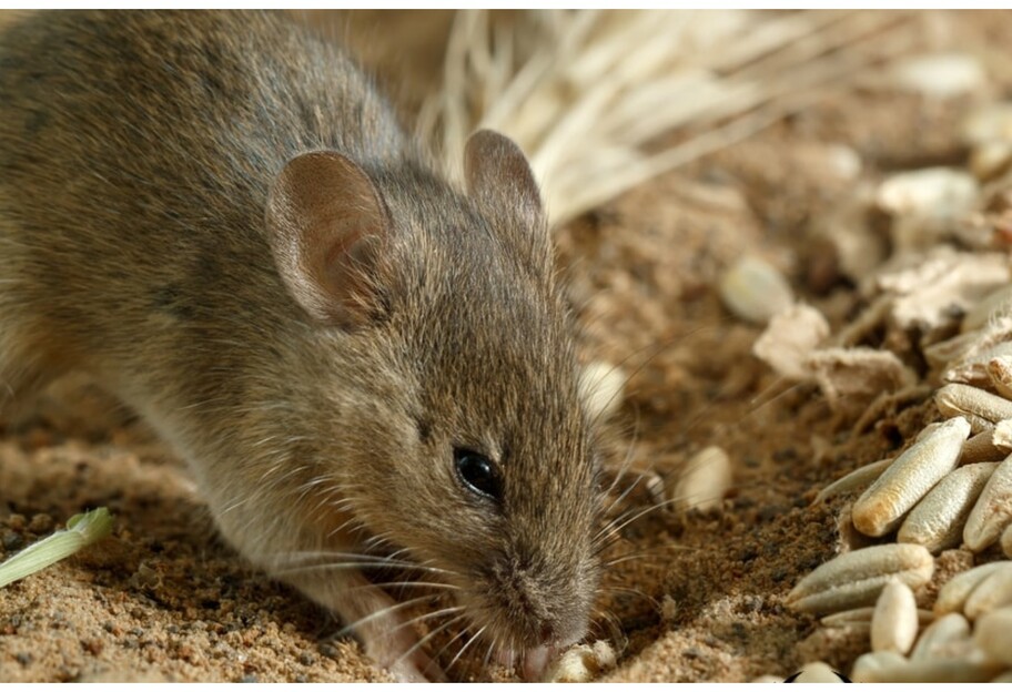 Британским ученым удалось менять пол мышей до рождения - фото 1