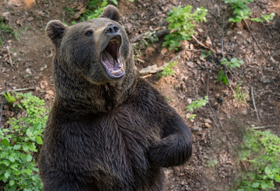 У Румунії ведмідь напав на українців - фото - фото 1