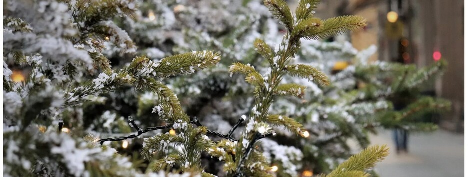 В Украине начали продавать елки: названа средняя стоимость