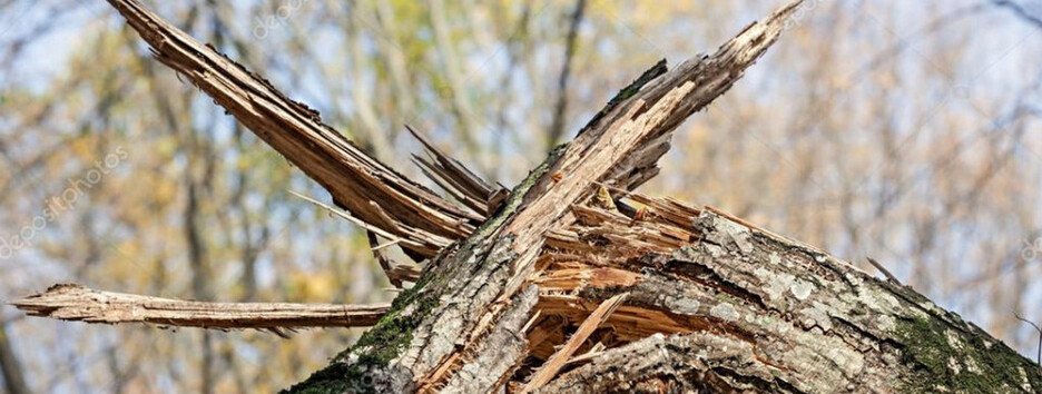 Авто не відновити: на машини у Києві впало велике дерево (фото)