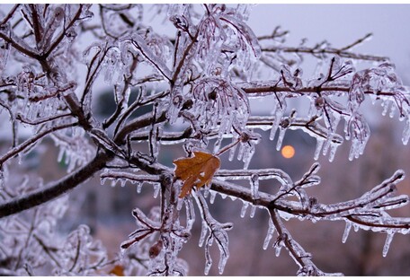 Зимовий дощ перетворив дерева у Києві на крижані скульптури (фото)