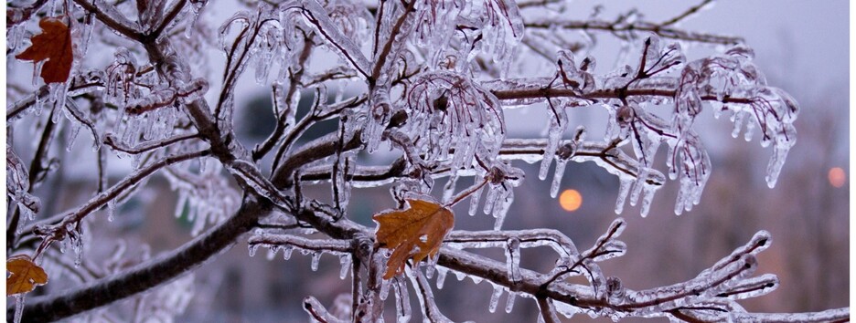 Зимний дождь превратил деревья в Киеве в ледяные скульптуры (фото)
