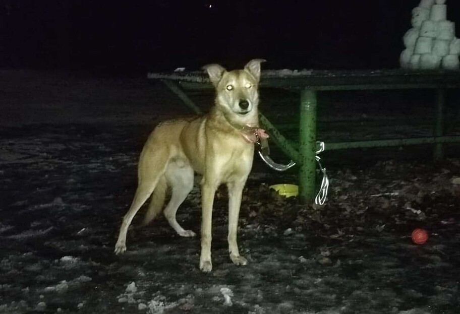 В Киеве заробитчанка бросила собаку в парке и оставила записку – фото - фото 1