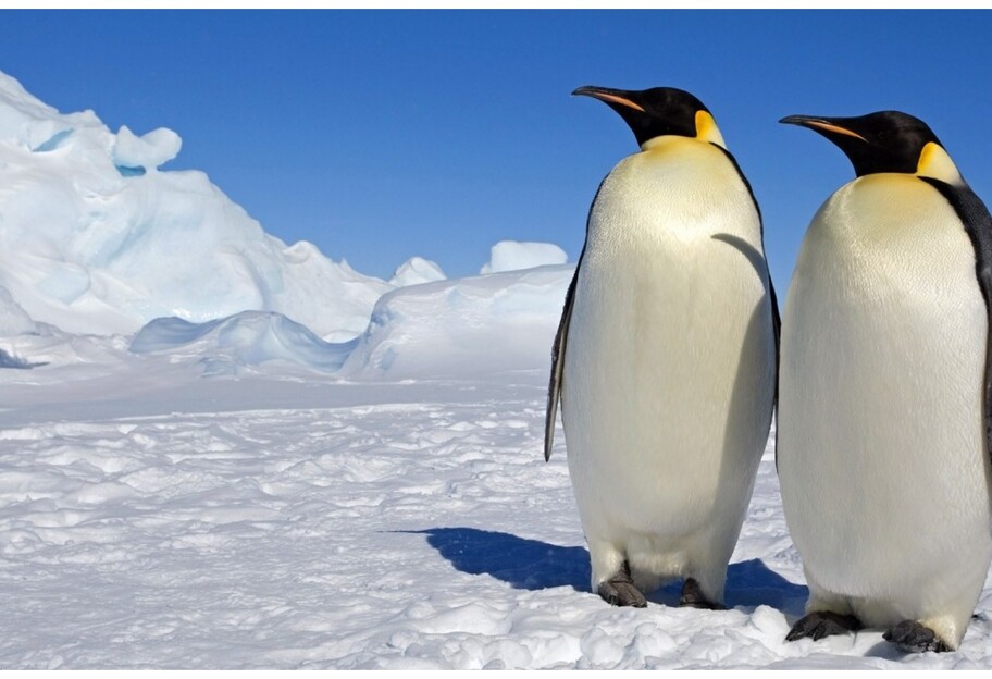 Пингвины на станции Вернадского родили малышей - фото - фото 1