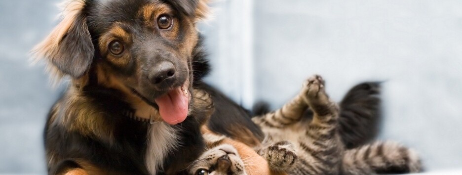 Лучший друг по гороскопу: как выбрать питомца по знаку Зодиака