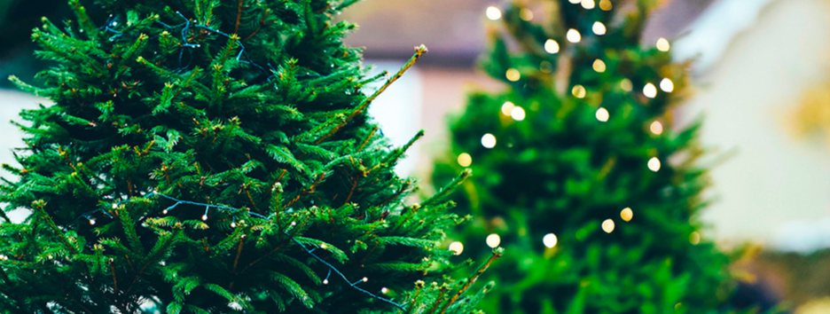 Сезон відкритий: скільки у 2021 році коштує новорічна ялинка