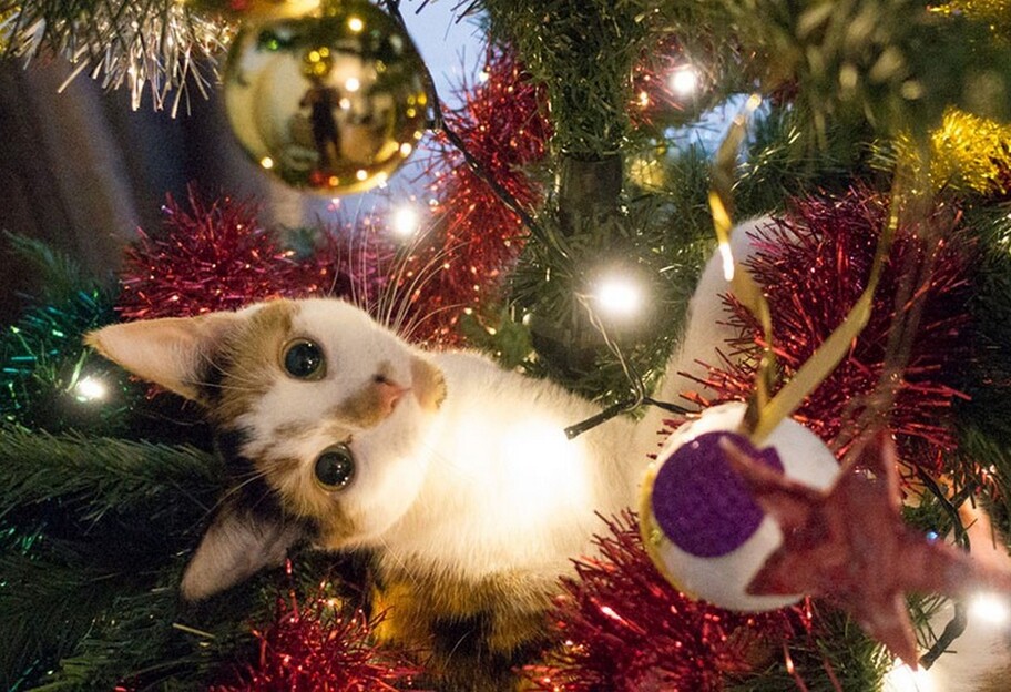 Ялинка на Новий рік - як уберегти котів та собак від новорічної ялинки - поради - фото 1
