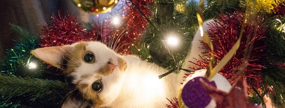 Як вберегти ялинку від кота, а кота - від ялинки: поради спеціаліста