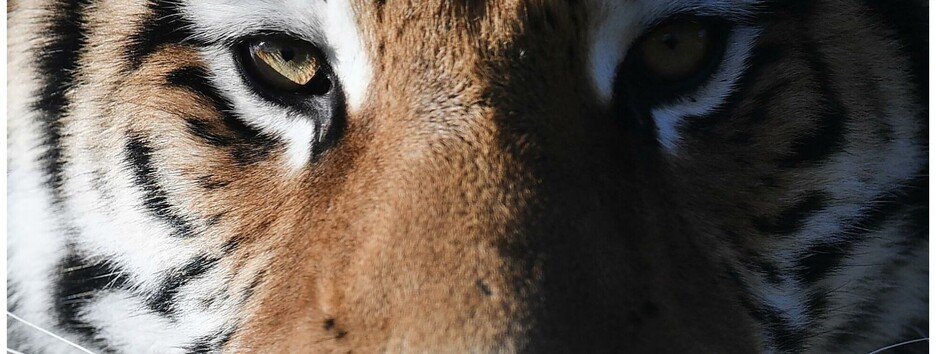 Юпитер будет благосклонным: кому в год Тигра сильно повезет