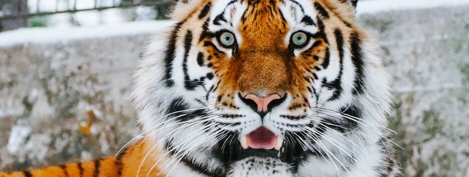 С Новым годом Тигра! Лучшие поздравления родным и близким