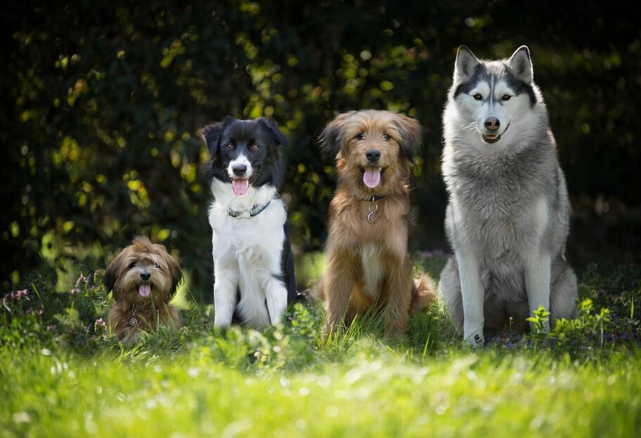 Собаки за гороскопом - які породи схожі різні знаки Зодіаку - фото 1