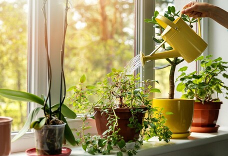 "Женское счастье": ТОП-5 растений, которые притягивают в дом удачу