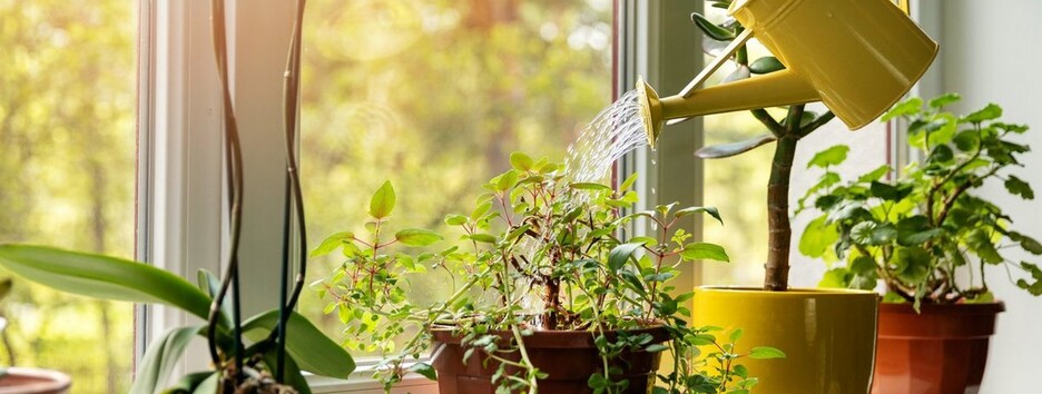 "Женское счастье": ТОП-5 растений, которые притягивают в дом удачу