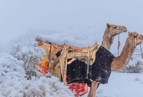 Редкое зрелище: песчаные дюны Сахары покрыл снег (фото, видео)