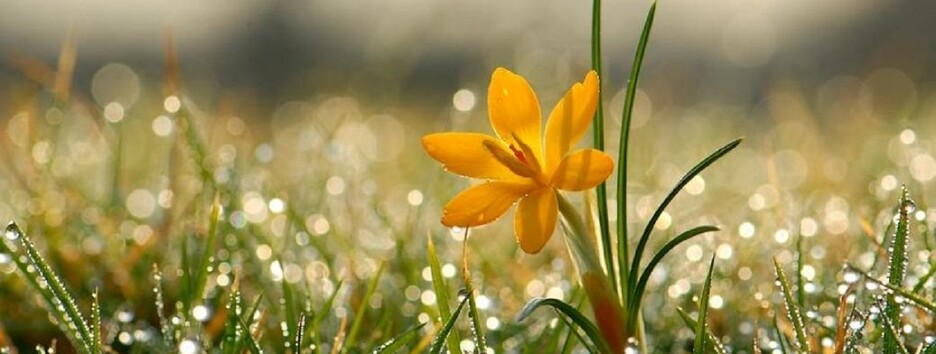 Настоящее тепло придет в конце апреля: какой будет весна 2022 в Украине