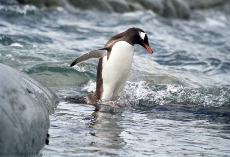 Охота пингвина, снятая пингвином: ученым удалось сделать удивительное видео