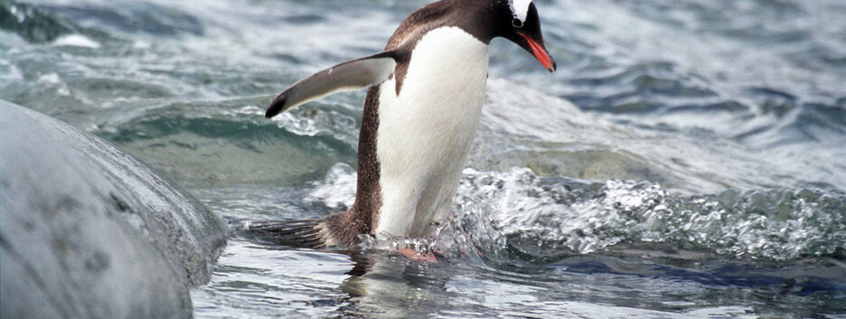 Полювання пінгвіна, зняте пінгвіном: вченим вдалося зробити дивне відео