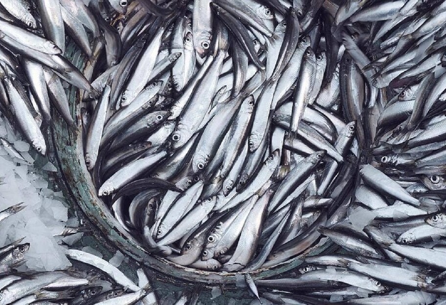 Свежая балтийская рыба должна быть в рационе зимой - полезные свойства - фото 1