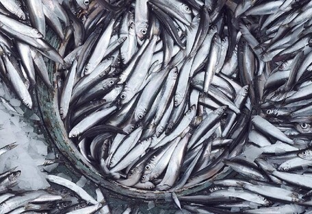 Риба Балтійського моря - в осінньо-зимовий період її важливо додати в раціон